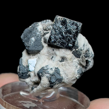 Niobian Perovskite (Dysanalyte) with Magnetite