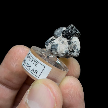 Niobian Perovskite (Dysanalyte) with Magnetite