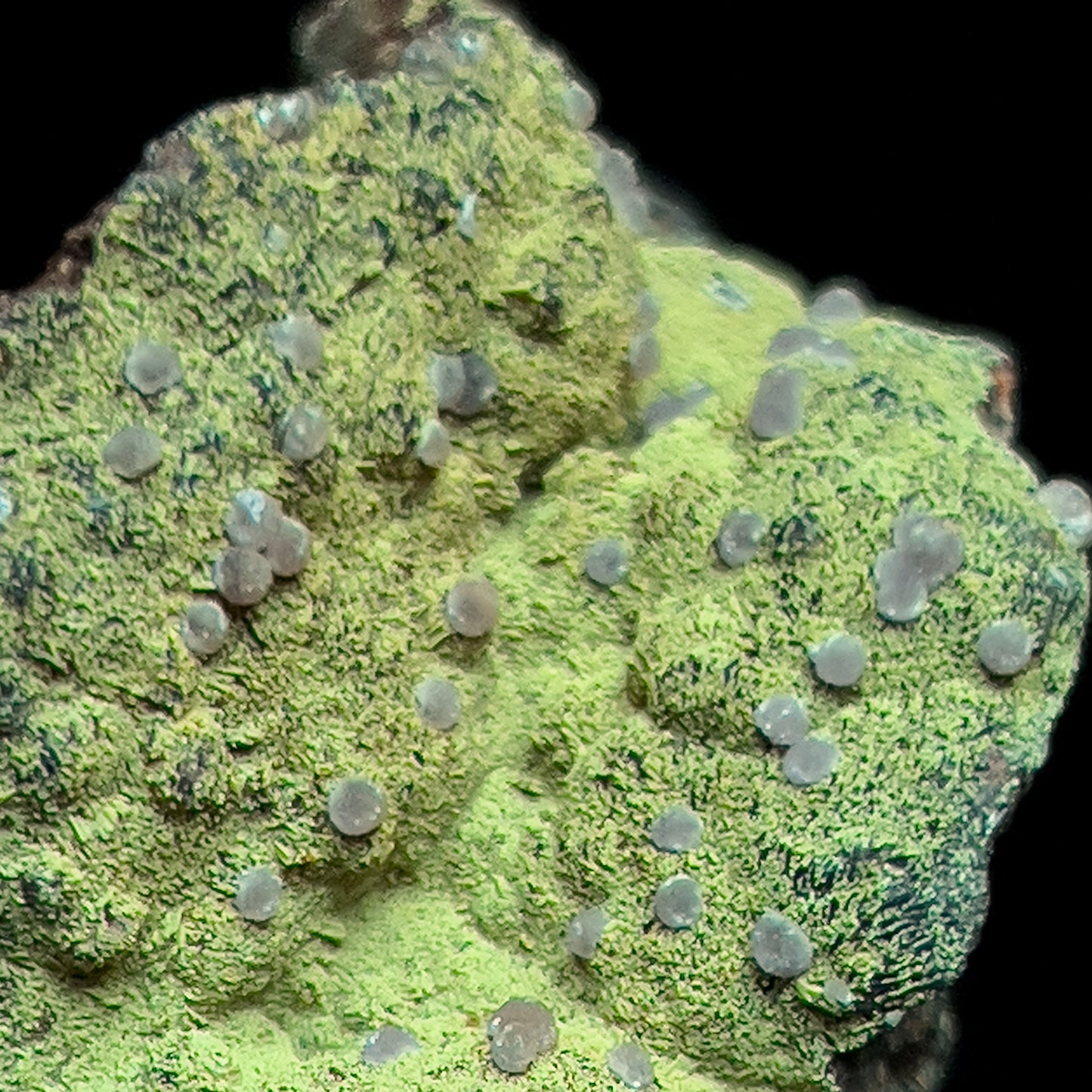 Strengite on Kidwellite
