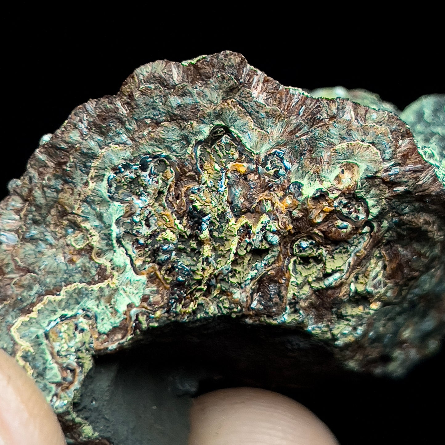 Strengite on Kidwellite