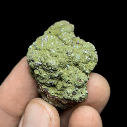 Strengite on Kidwellite