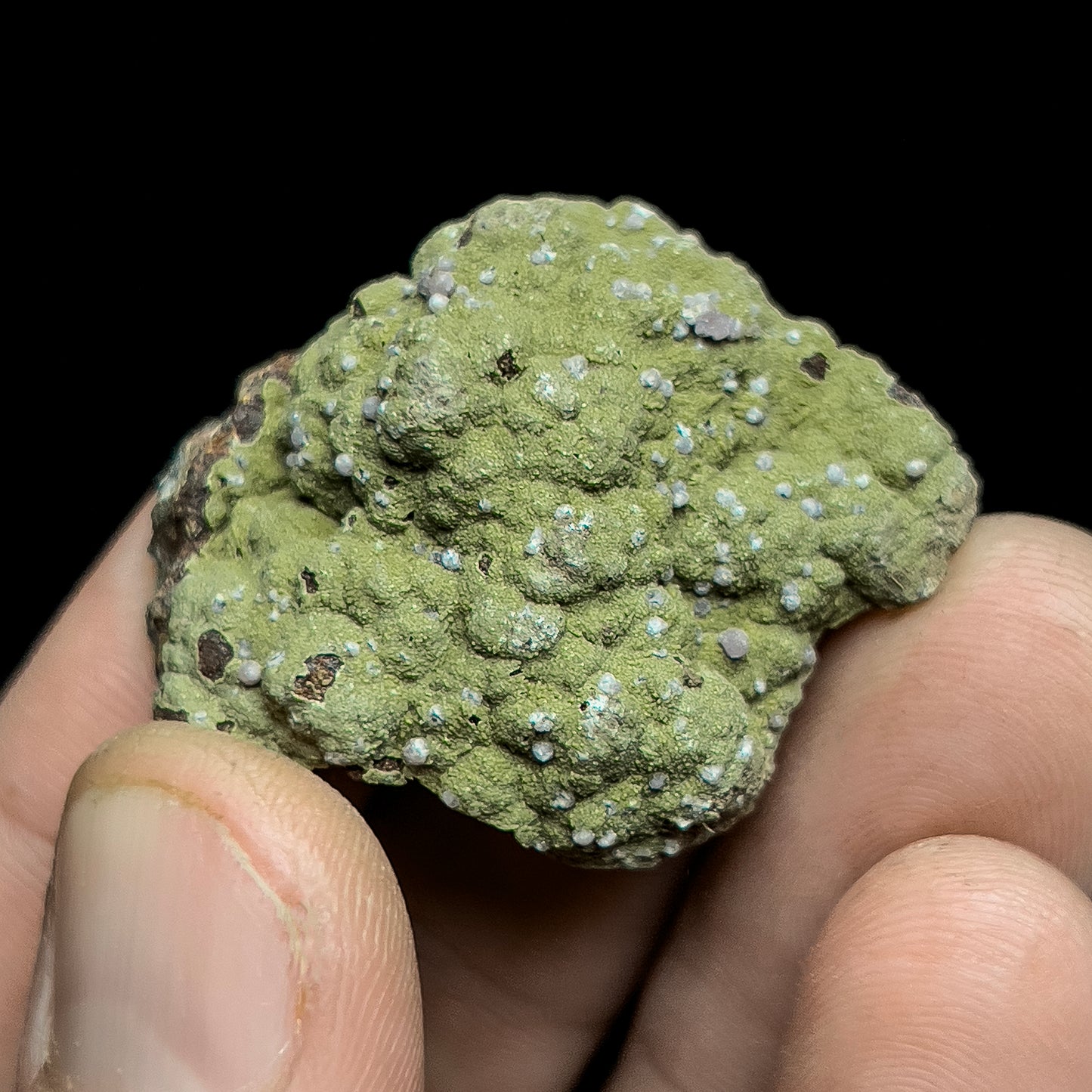Strengite on Kidwellite