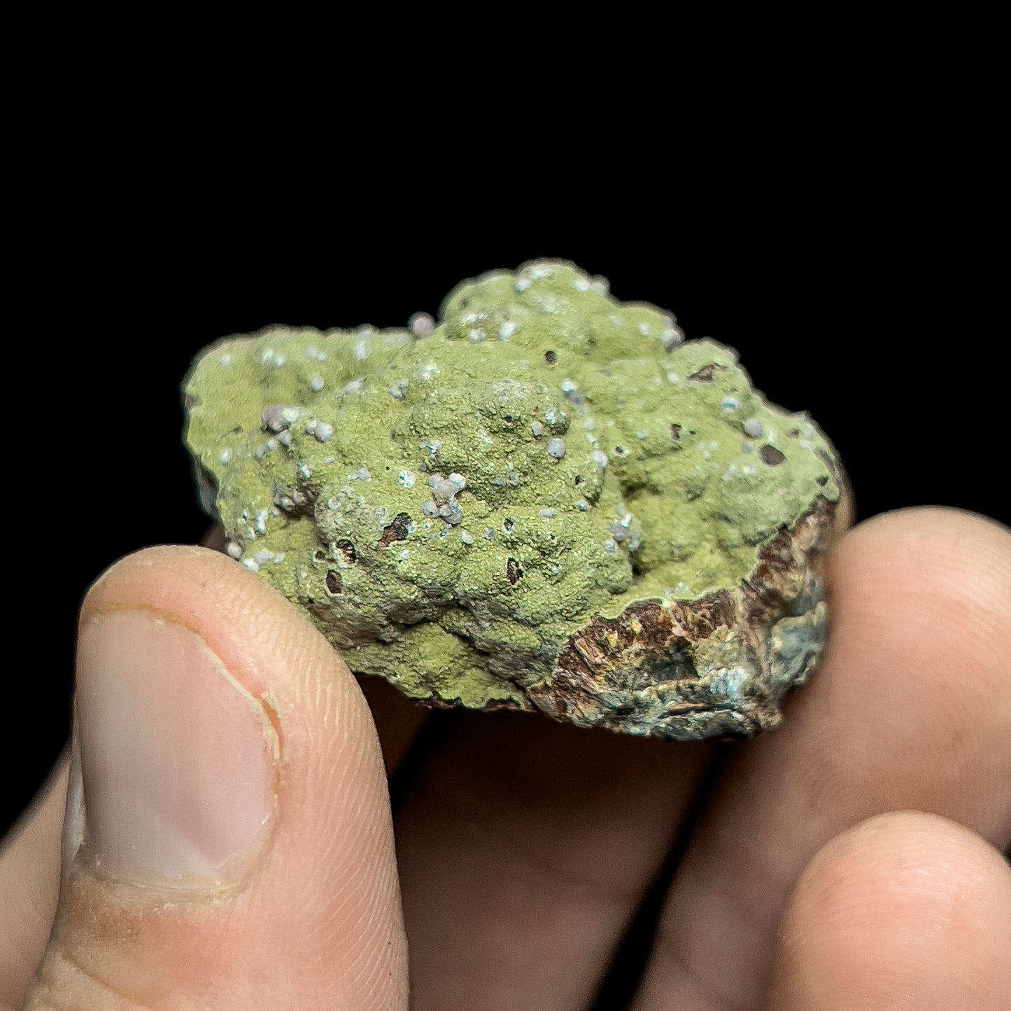 Strengite on Kidwellite