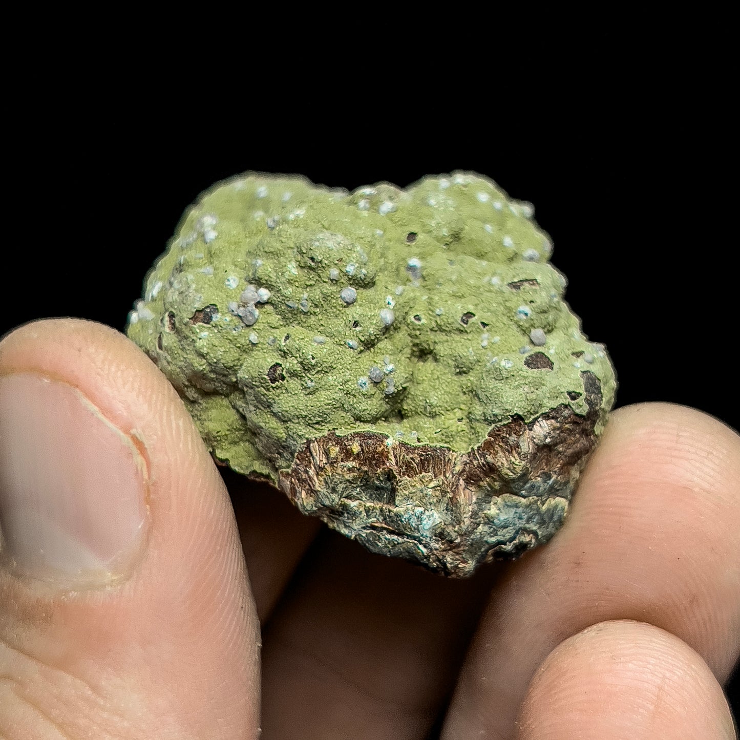 Strengite on Kidwellite
