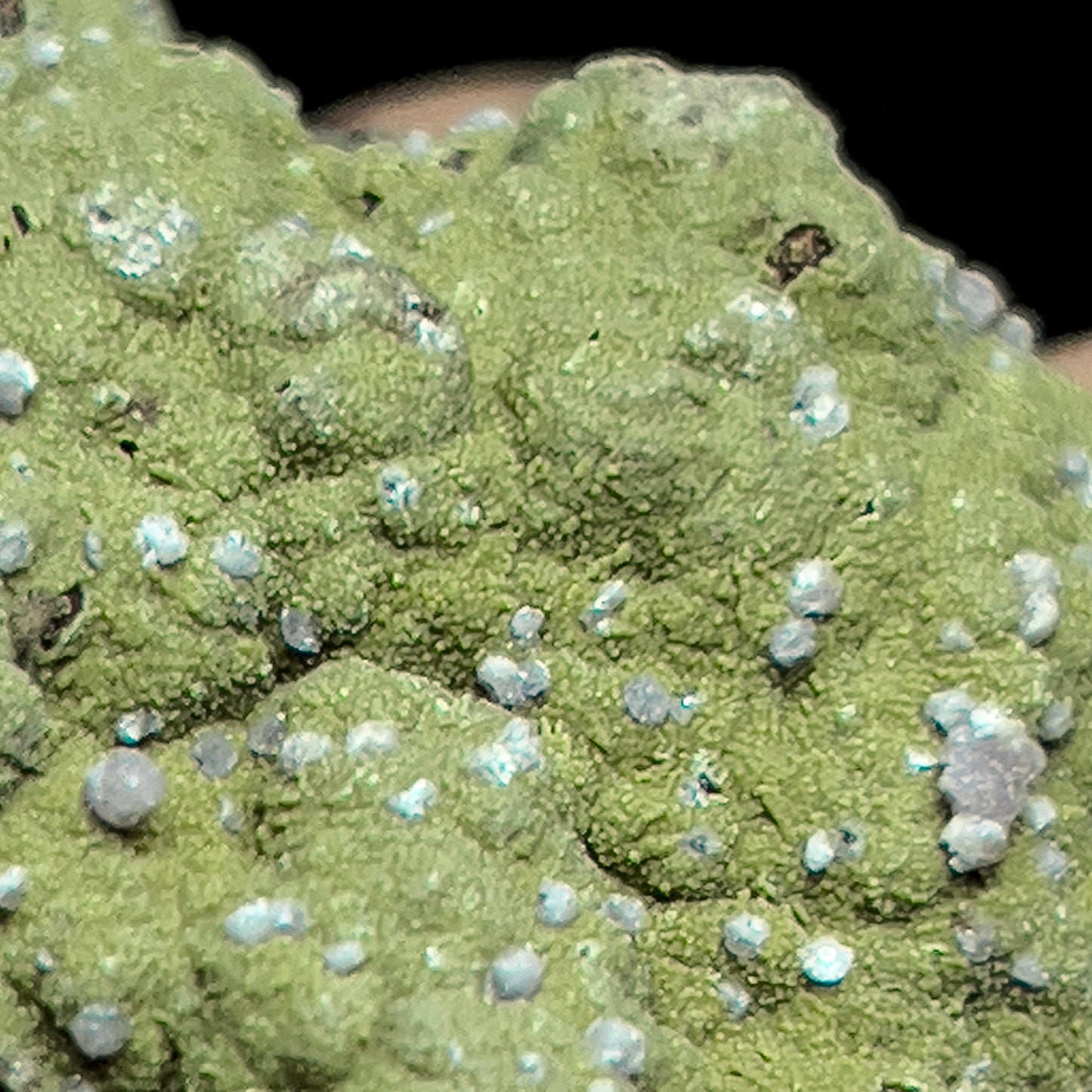 Strengite on Kidwellite