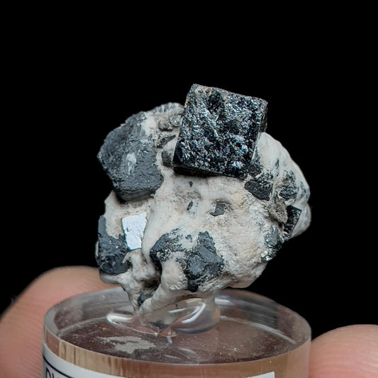 Niobian Perovskite (Dysanalyte) with Magnetite
